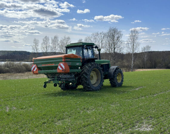 syysvehnä lannoitus7