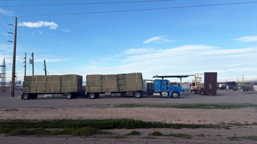 12 paalirekka Juho-Antti Junno