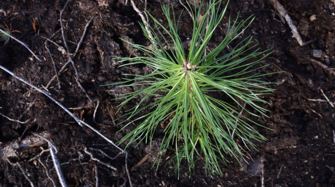 mannyntaimi.-kuva-metsakeskus