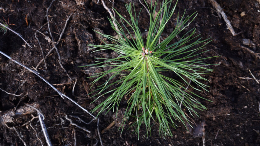 mannyntaimi.-kuva-metsakeskus