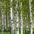 miija-birches-7295026_1920