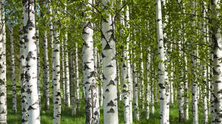 miija-birches-7295026_1920