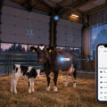 SmartCalving